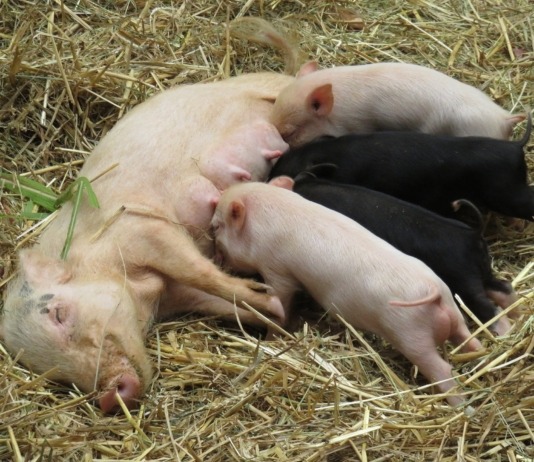 Positionspapier soll für mehr Tierwohl in Ställen sorgen