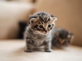 „Katzenschwemme” bereitet Tierheim Sorgen