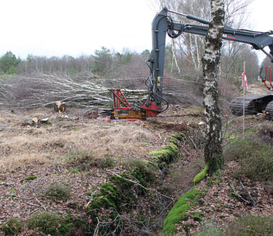 Revitalisierung – ein Kraftakt im Moor