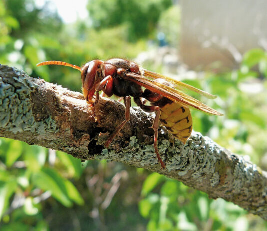 Beraternetz für Wespen, Hummeln und Hornissen sucht Verstärkung