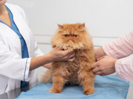 Vorbereitung auf die „Katzenschwemme“