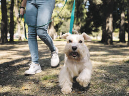 Brut- und Setzzeit: Ab April müssen Hunde an die Leine