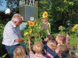 Sonnenblumen von der Kita Sonnenblume