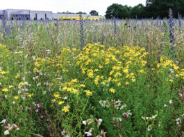 Neue Blühflächen in der Gemeinde Holdorf